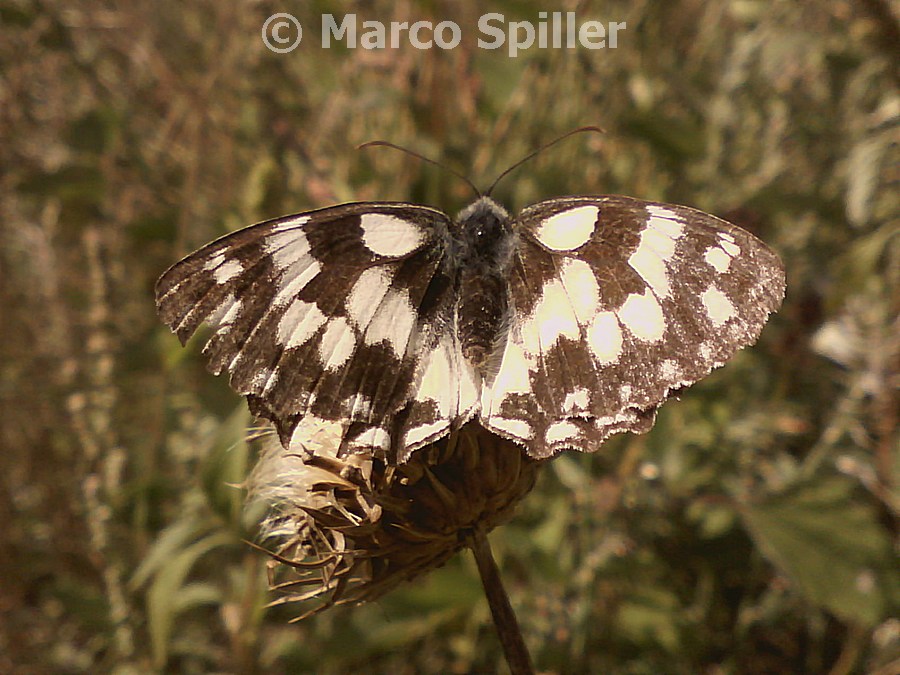 Melanargia galathea